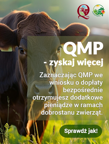 QMP dodatkowe pieniądze dla hodowców bydła